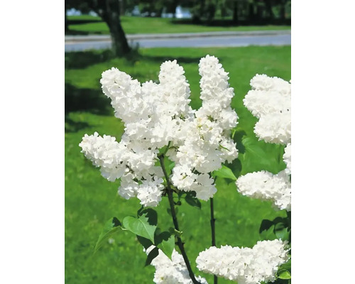 Närbild av blommande, vit syren