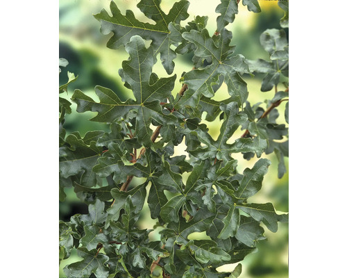 Blad av en lönnlövsek