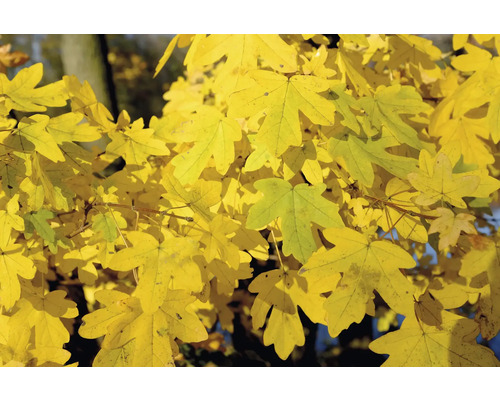 Gula lönnlöv på ett träd