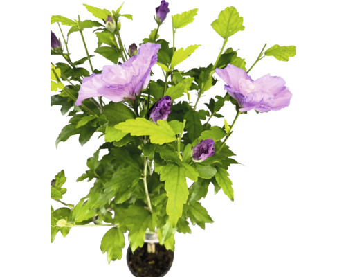 Frilandshibiskus stammad FLORASELF Hibiscus syriacus 'Lavender Chiffon' stamhöjd 50cm Co 3L halvfyllda blommor
