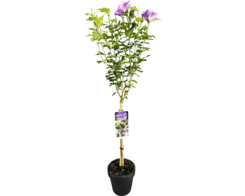 Hibiskusbuske i kruka med lila blommor och gröna blad