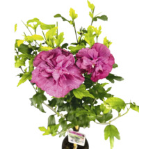 Hibiskus med blad och blommor