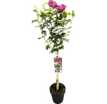 Hibiskusbuske i kruka med etikett