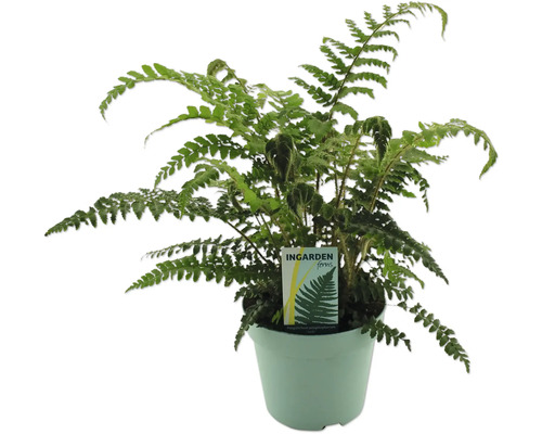 Adiantum i kruka