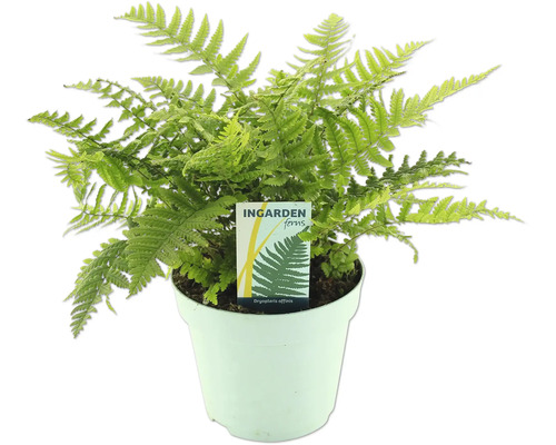 Grön ormbunke i kruka av märket Ingarden Ferns