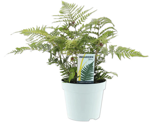 Dryopteris erythrosora ormbunke i kruka