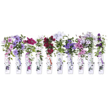 Olika sorters klematis med blommor och etiketter