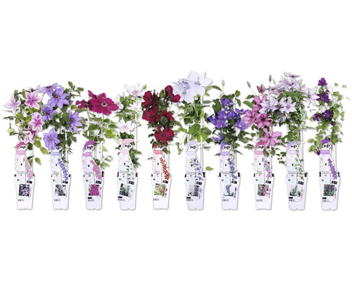 Olika sorters klematis med blommor och etiketter
