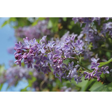 Närbild av syren med lila blommor