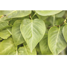 Närbild av gröna blad från en trädgårdsväxt.