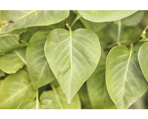 Närbild av gröna blad från en trädgårdsväxt.