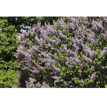 Blommande syrenbuske med lila blommor