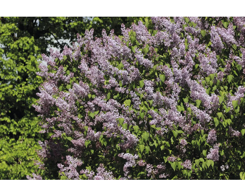 Blommande syrenbuske med lila blommor