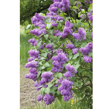 Blommande syrenbuske i trädgården