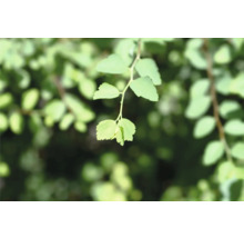 Närbild av blommande spirea