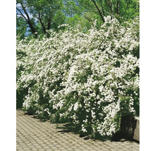 Häck med vita blommor