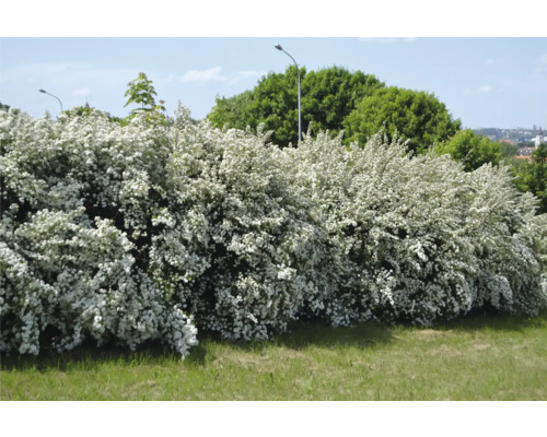 Rad blommande buskar i trädgården