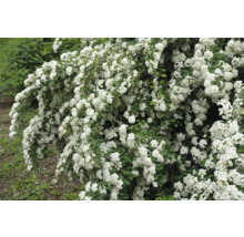 Blommande spirea i trädgården
