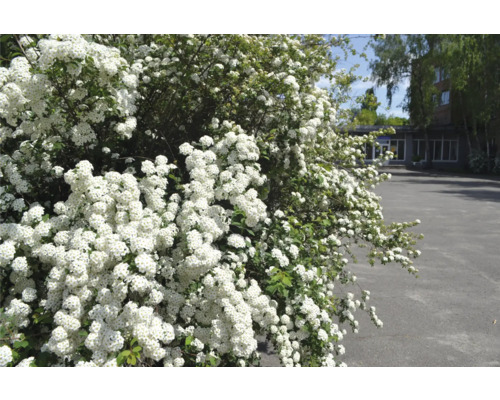 Buske med vita blommor i trädgården