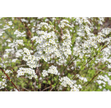 Blommande spirea buske med vita blommor