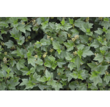 Närbild av blommande vinbär med blad