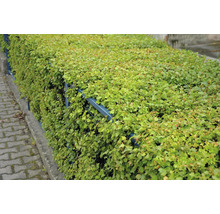 På bilden syns en tät häck med gröna blad på ett staket.