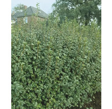 Häck i trädgården framför ett hus