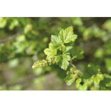 Vinbärsbuske med blad och blommor