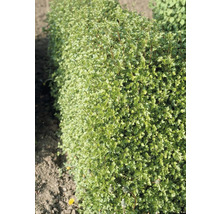 Häck med små blad i trädgården