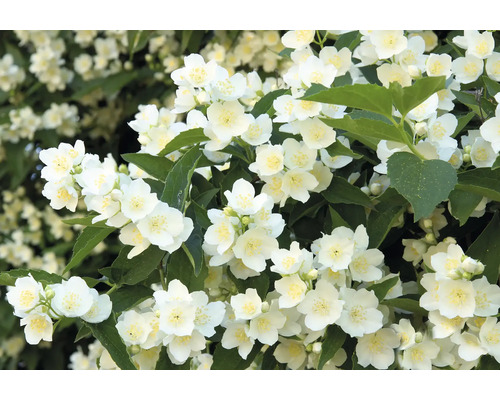 Närbild av fylld smultronjasmin med vita blommor och gröna blad.