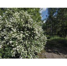 Deutzia med vita blommor vid vägkanten