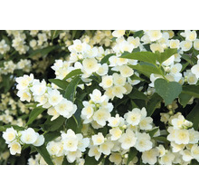 Närbild av fylld jasmin med vita blommor och gröna blad.