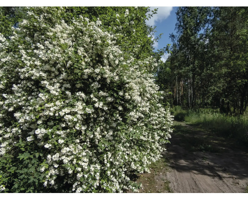 Deutzia med vita blommor i trädgården