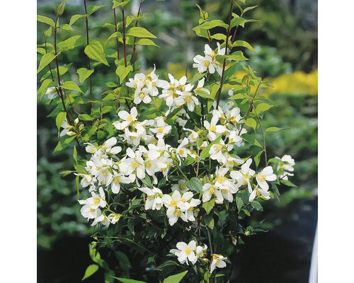 Blommande buske med vita blommor och gröna blad