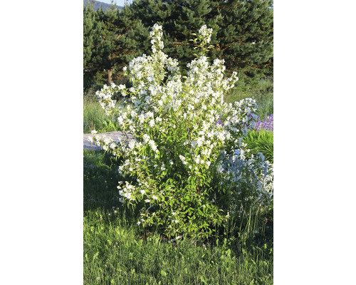 Blommande doftschersmin i trädgården