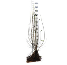 Ung planta med rotklump och höjdangivelse