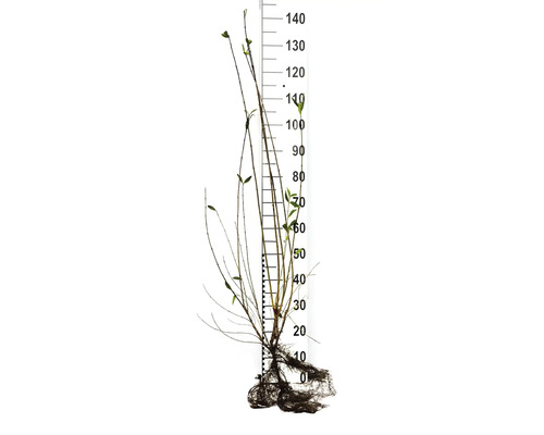 Ung planta med rotklump och mätskala