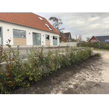 Hus med rött tegeltak och välskött häck på framsidan.