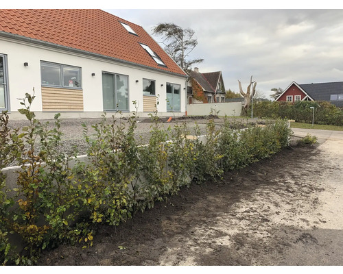 Hus med rött tegeltak och välskött häck på framsidan.