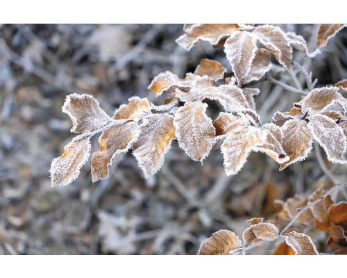 Gren med blad täckt av frost