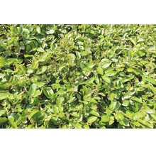 Närbild av en tät, städsegrön oxbärshäck med gröna blad.