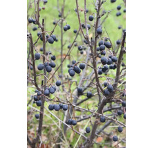 Slånbärsgrenar med mogna frukter