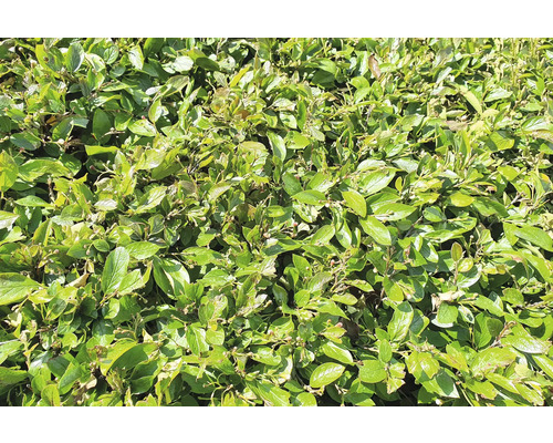 Närbild av en tät, grön oxbärshäck.