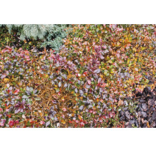 Närbild av en berberisbuske i trädgården.