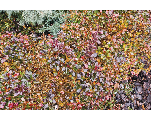 Närbild av en berberisbuske i trädgården.