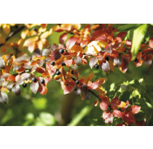 Gren med höstlöv och bär