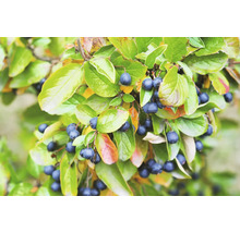 Gren av oxbär med blad och frukter