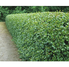 Bilden visar en tät, grön häck som kantar en trädgårdsgång.