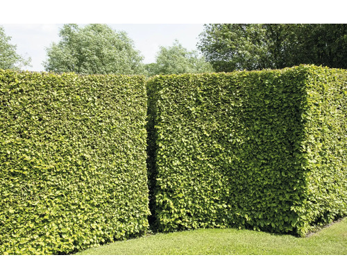 Grön häck i trädgården