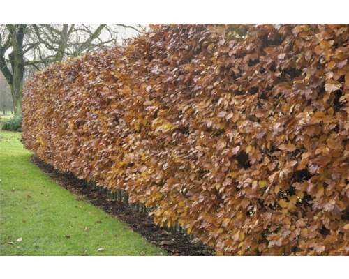 Bokhäck med bruna löv i trädgården.